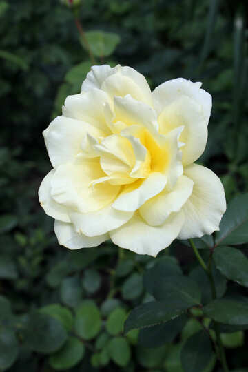 Weiße Rose №20627