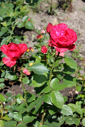 Rosas en el arbusto №20666
