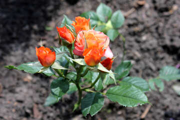 Rosas rojas №20657