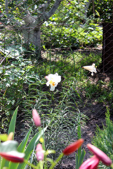 Lilies along the fence №20640