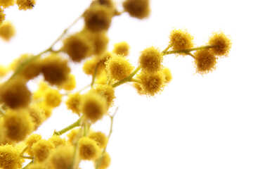 Flower of yellow balls №20482