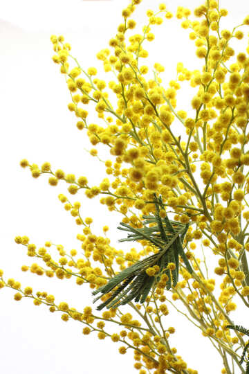 Acacia jaune №20499