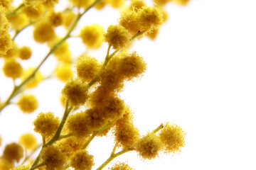 Yellow symbol of spring №20477