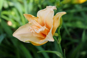 Fragrant flower №20585