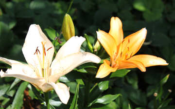 Different lilies