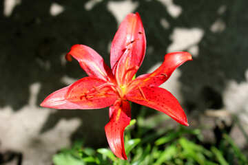 Orange lily №20636