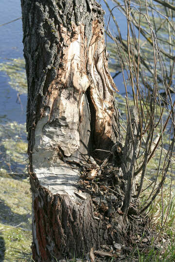 Gnawing beaver tree №20400