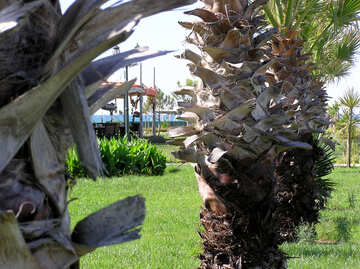 Jardin de palmiers