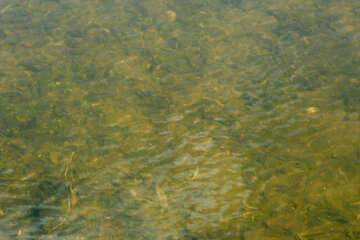 The water in the lake №20374