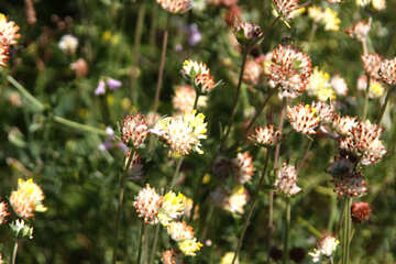 Flowering weeds №20332