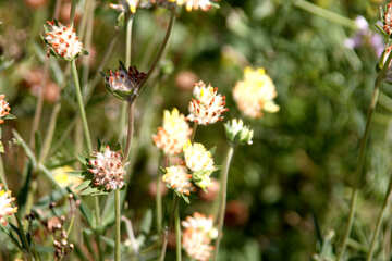 Mauvaises herbes fleurs №20335