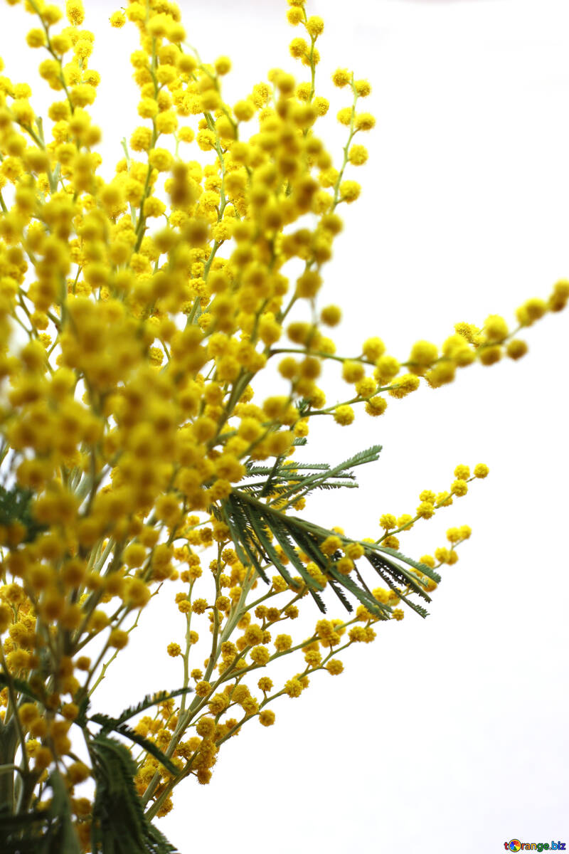 March 8 mimosa №20502