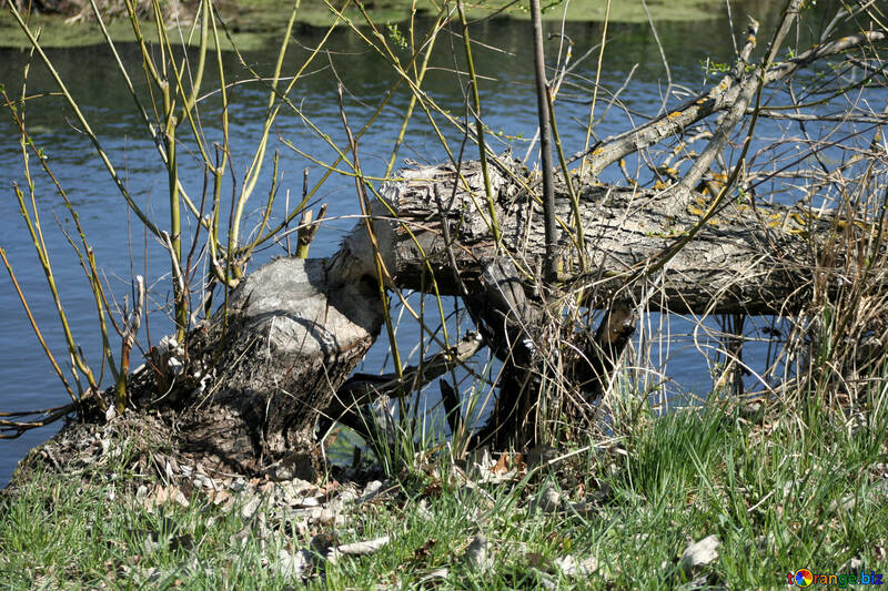 Beaver filled up tree №20397
