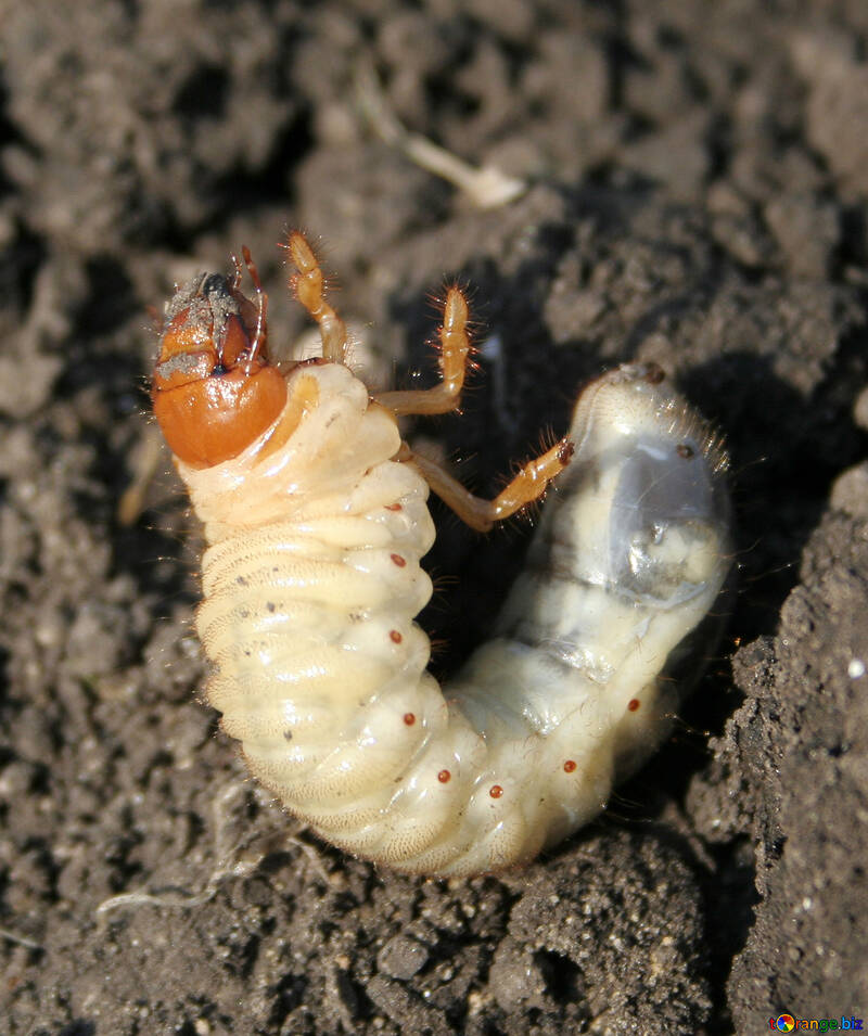 Larva di Melolontha melolontha-Maggiolino №20461