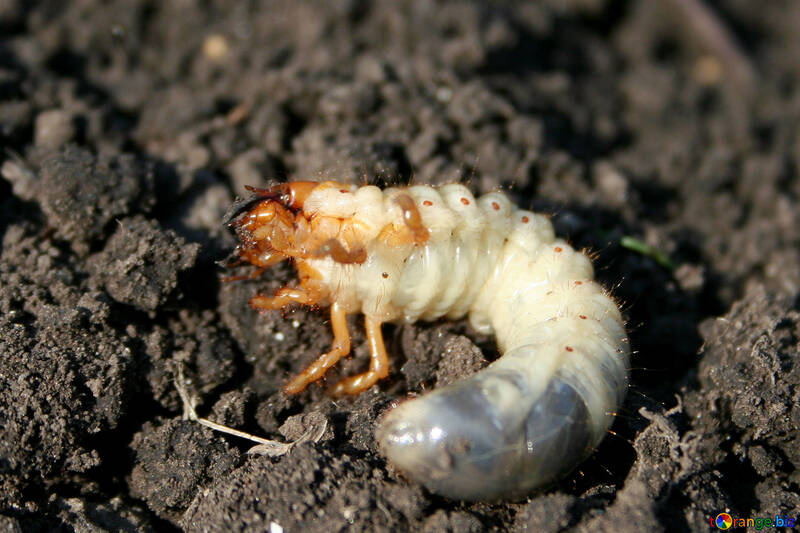 Pest coleottero della larva №20464