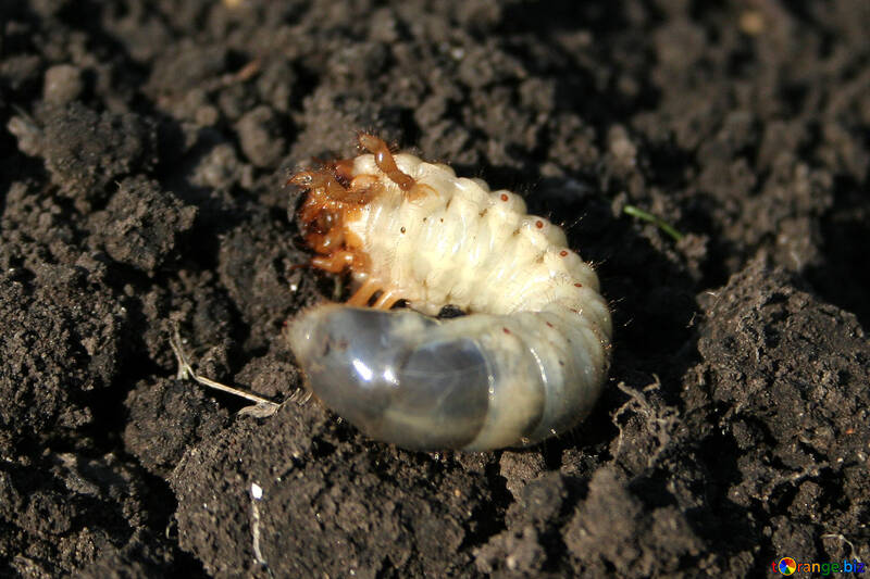 Larva del escarabajo de mayo en el suelo №20463