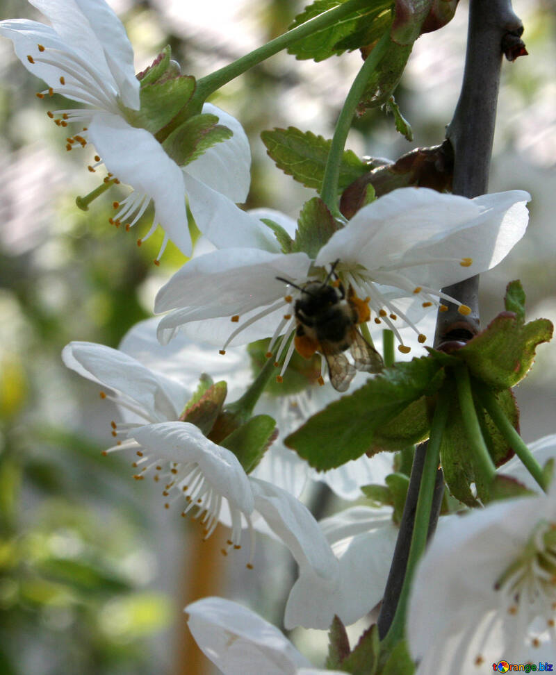Biene auf blühende Kirsche №20526