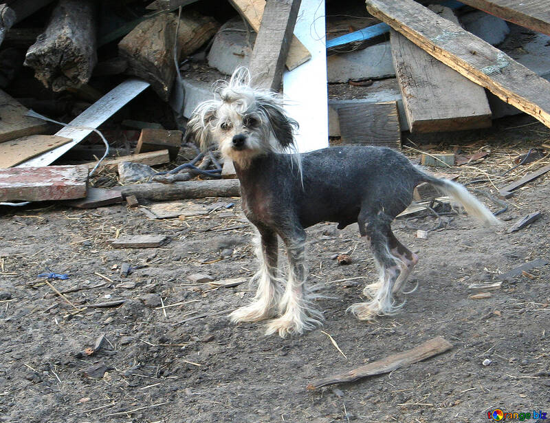 Chinesischer Schopfhund hairless №20548