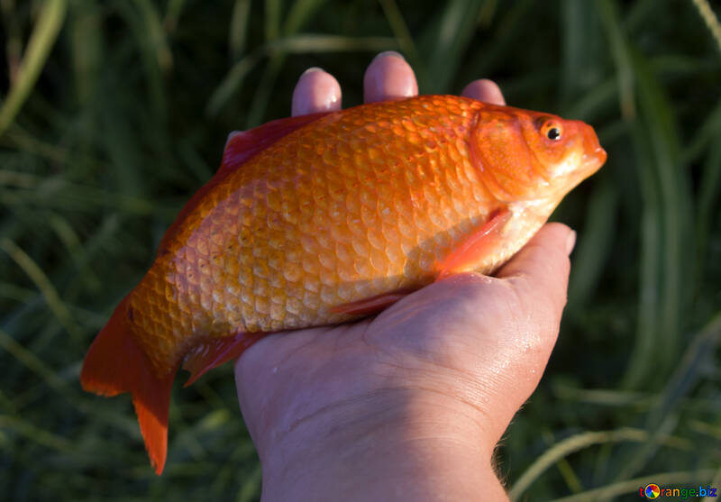 Gold Fische fangen №20062