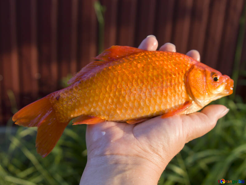 Goldfish №20065