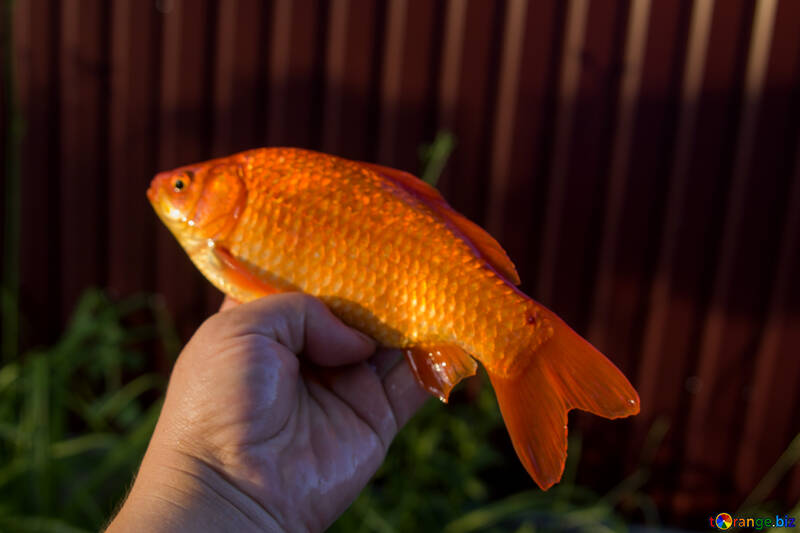 オレンジ色の魚 №20058