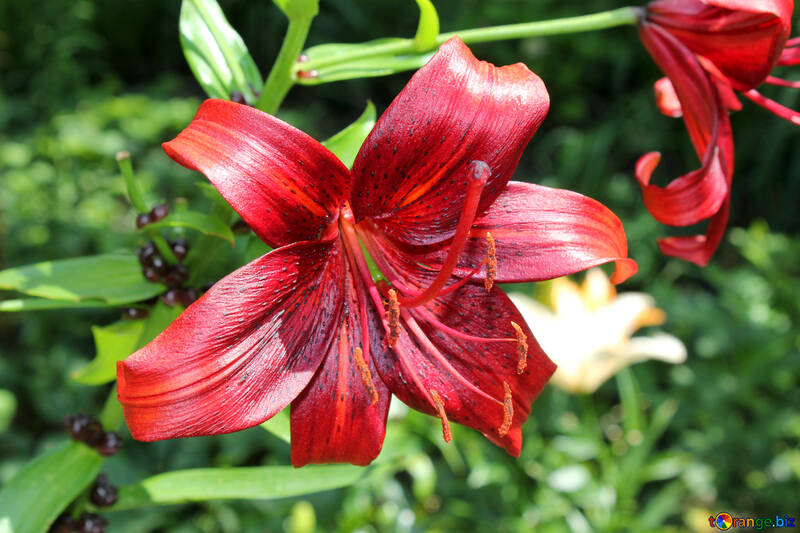 Red lily flower №20616