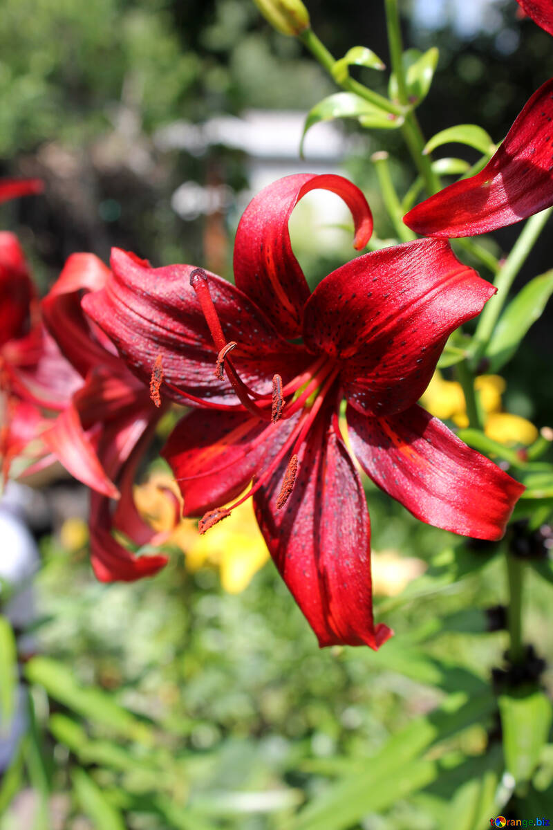 Red lily flower №20620