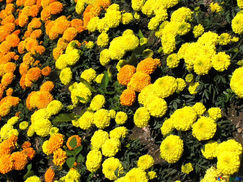 Flauschige gelbe Blumen №20697