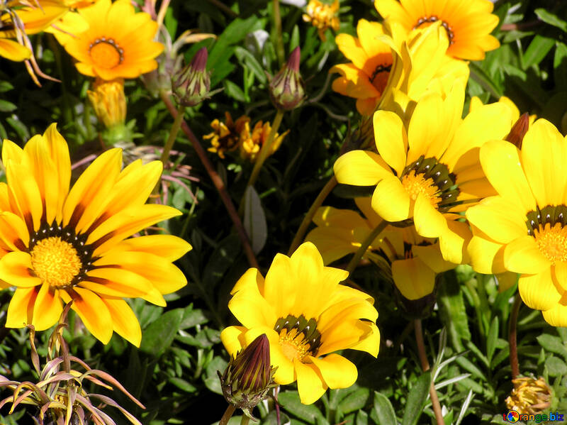 Yellow flowers №20857
