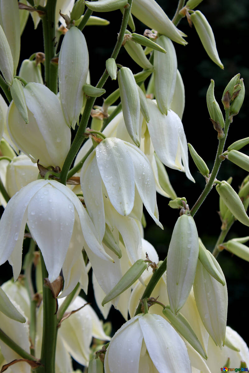 Flores blancas №20667