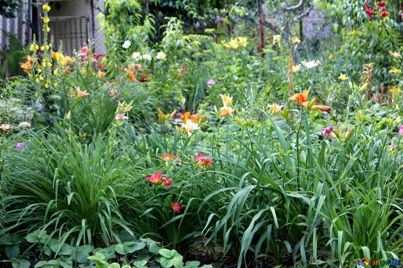 Many Flowers in garden  №20570