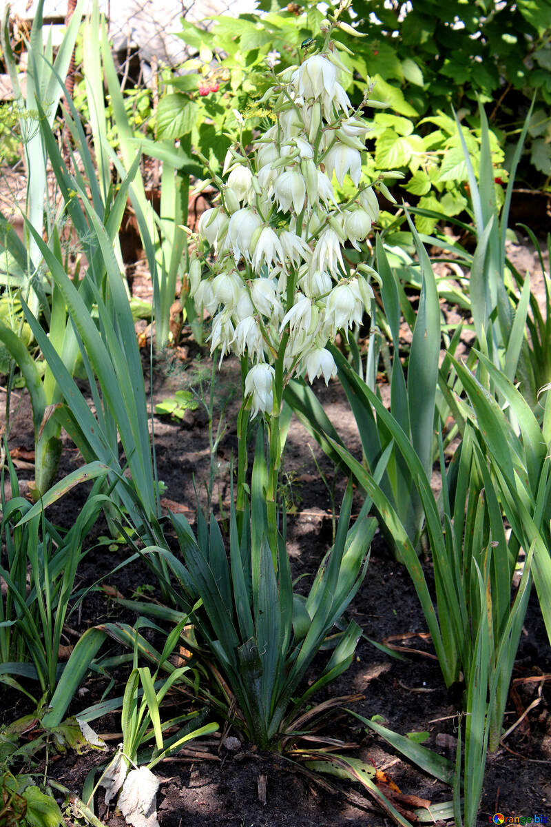 Grande fiore bianco in giardino №20557