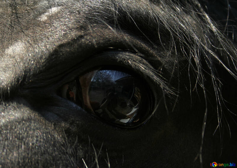 Auge des Pferdes №20444