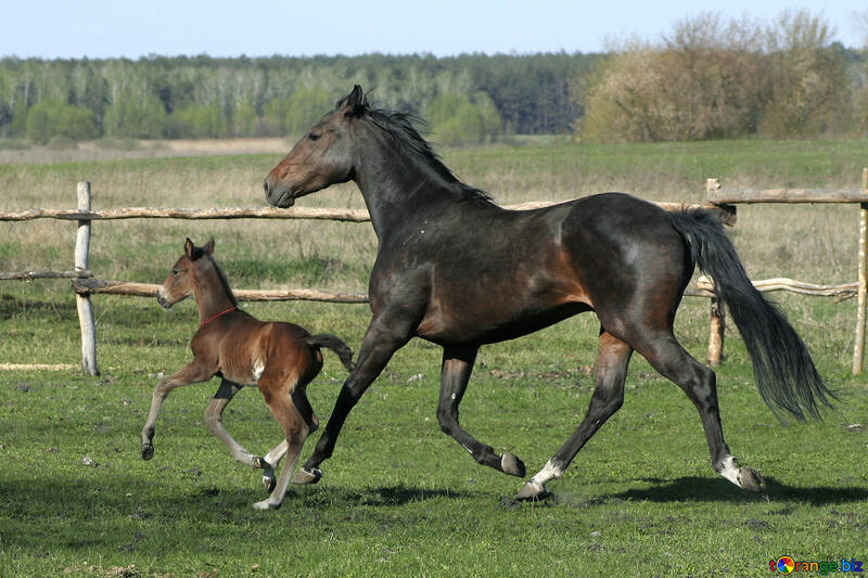 A horse with foal №20421