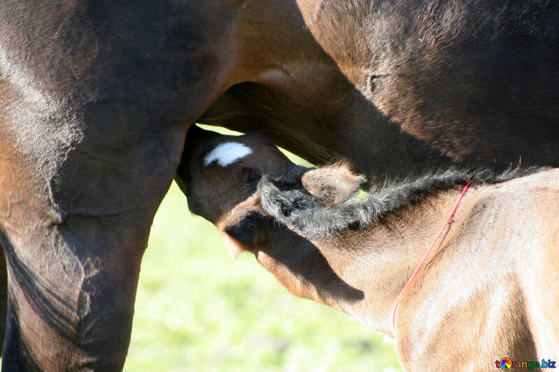 Foal drinking milk №20417