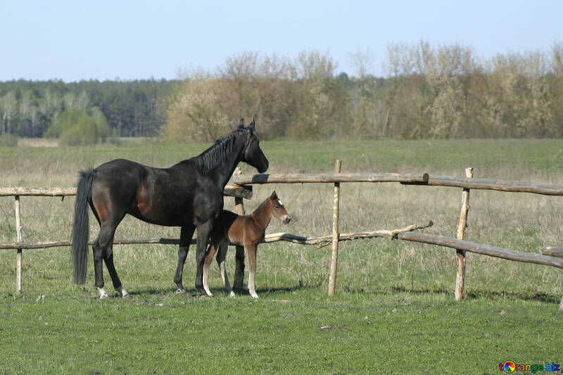 A horse with foal looking into the distance №20430