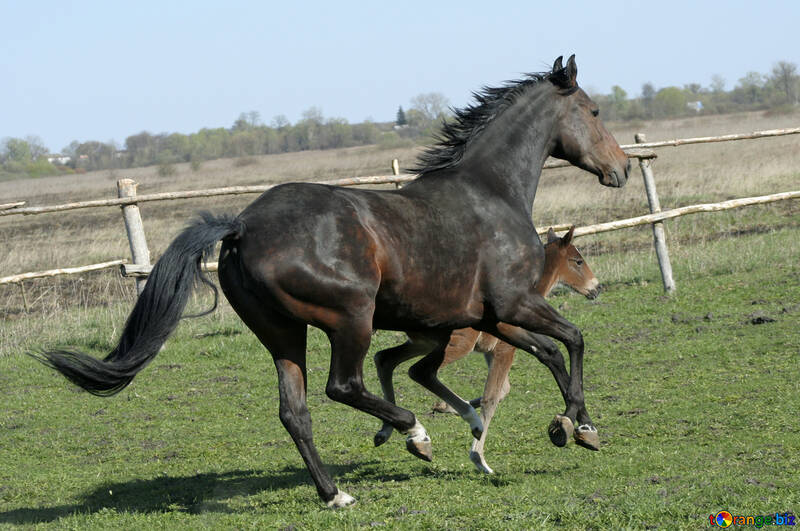 Horse and foal running №20432