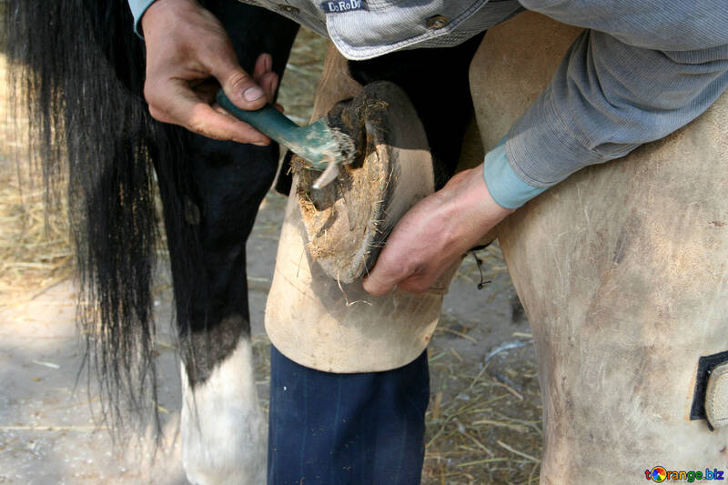Cleaning of the hooves №20454