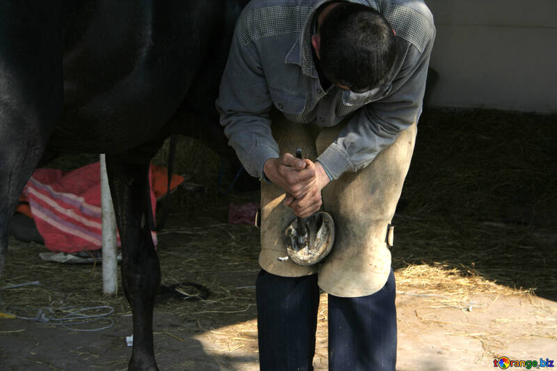 Cleaning the horse`s hooves №20449
