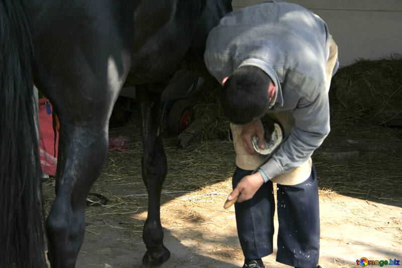 Чоловік чистить копита коня №20442