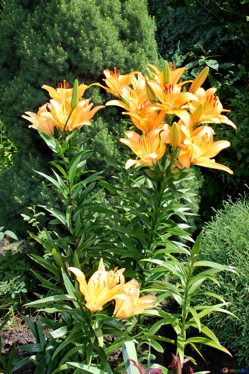 Lilies in the country №20646