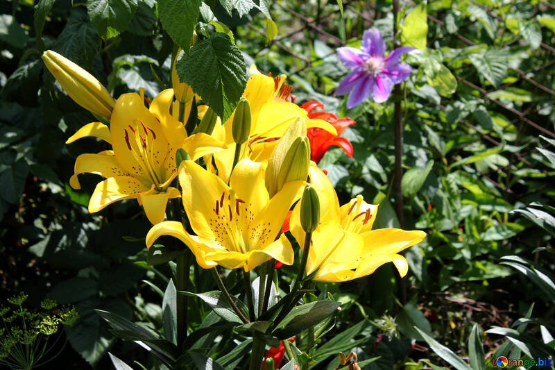 Lilies in the garden №20649