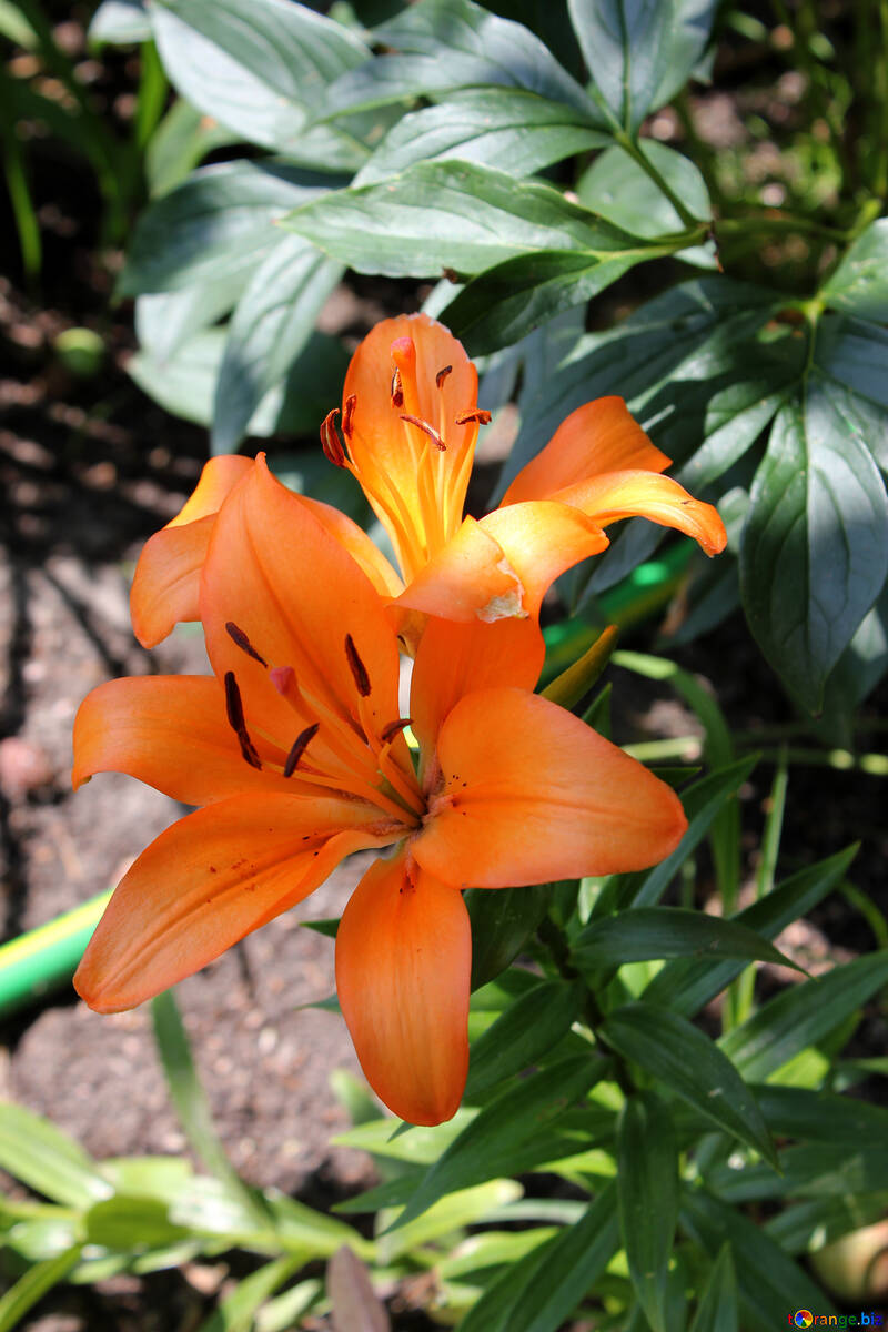 Blooming lily №20638