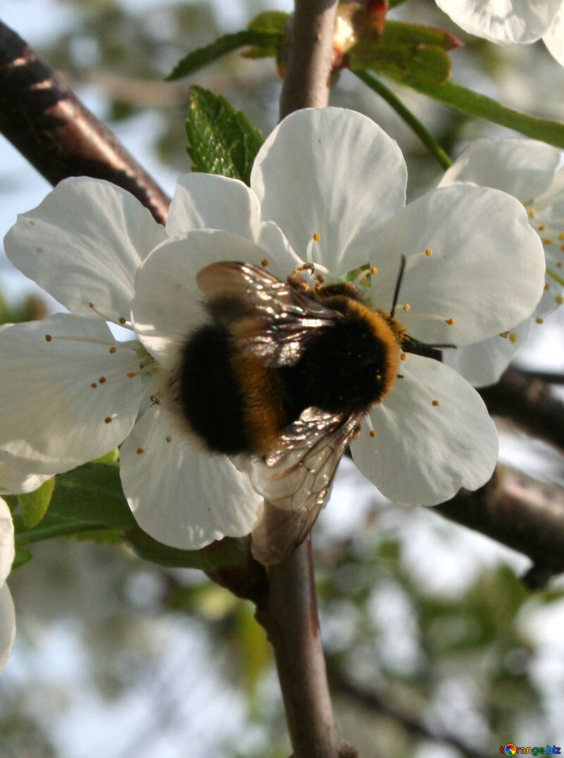 Bumble Bee auf Blume №20519