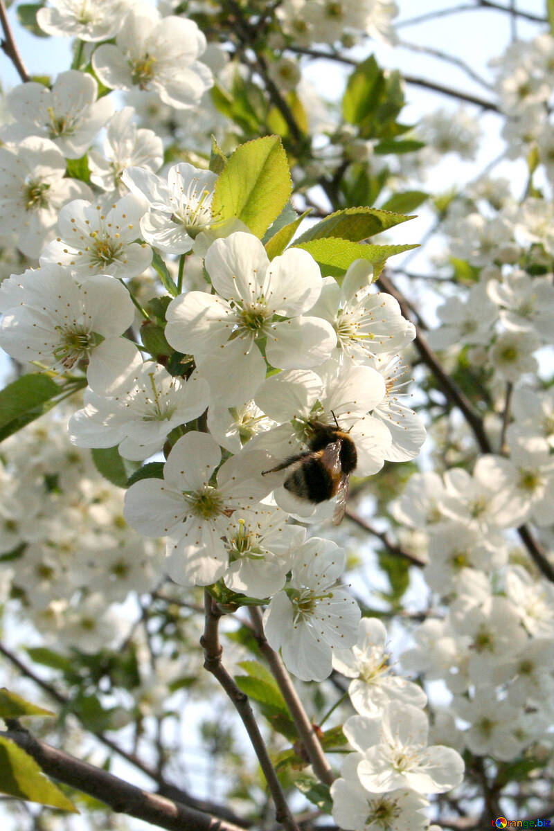 Bumblebee on flowering tree №20521