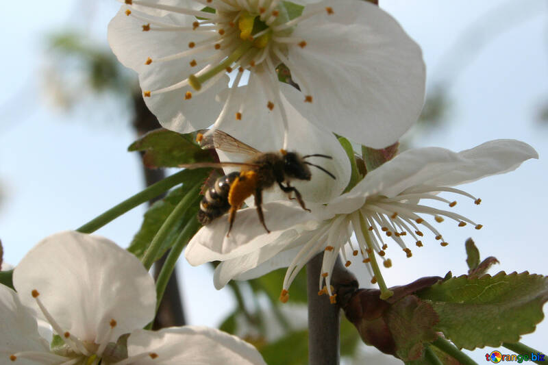 Une abeille, pollen de collecte №20531