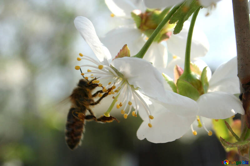 Une abeille recueille le nectar №20514