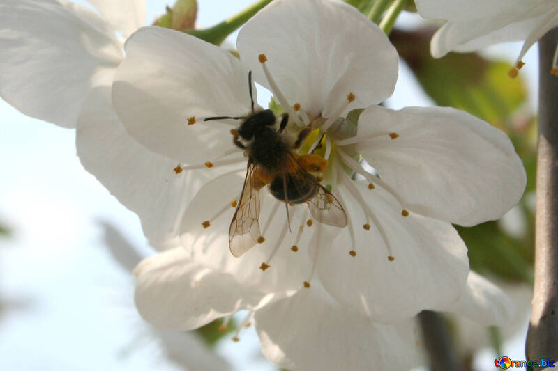 Un`ape raccoglie il nettare №20533