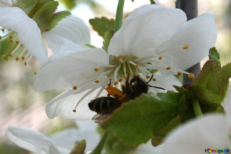 Bee crawls in bloom №20528