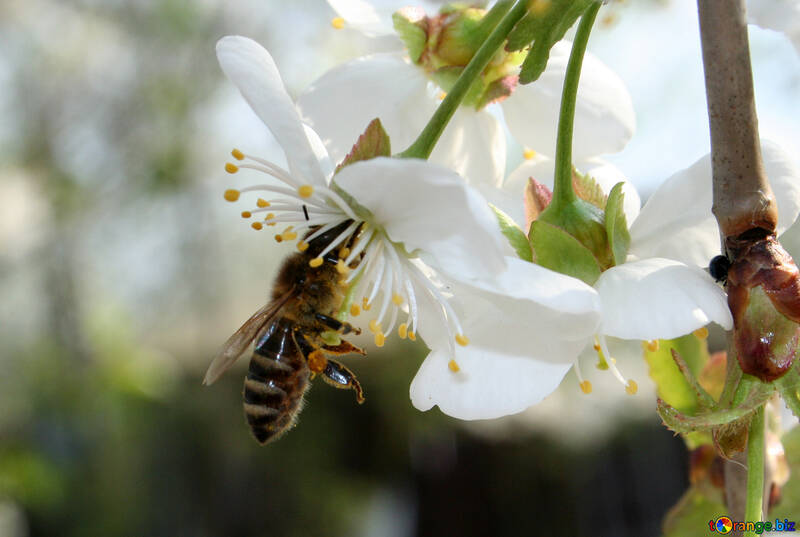 Bee on flower №20515